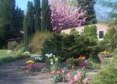 lentebloemen in de tuin van Dongen